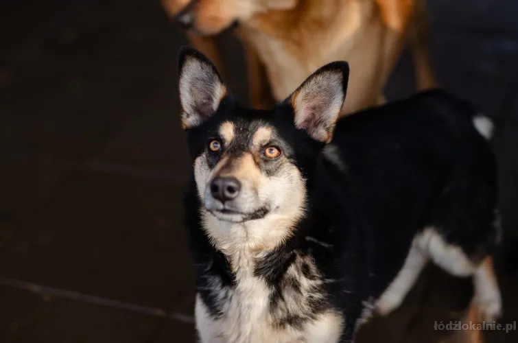 foxi-nieduza-niekonfliktowa-lagodna-sunia-65825-sprzedam.webp