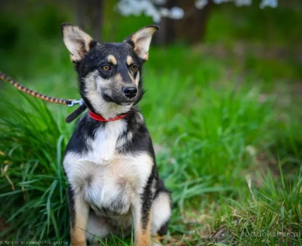 foxi-nieduza-niekonfliktowa-lagodna-sunia-65825-zdjecia.webp
