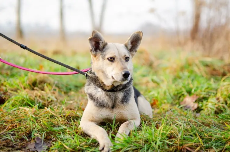 niekonfliktowa-milka-wesola-pozytywna-sunia-65838-sprzedam.webp