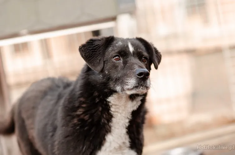 najkochanszy-pod-sloncem-wania-szuka-kochajacego-domu-66691-zdjecia.webp