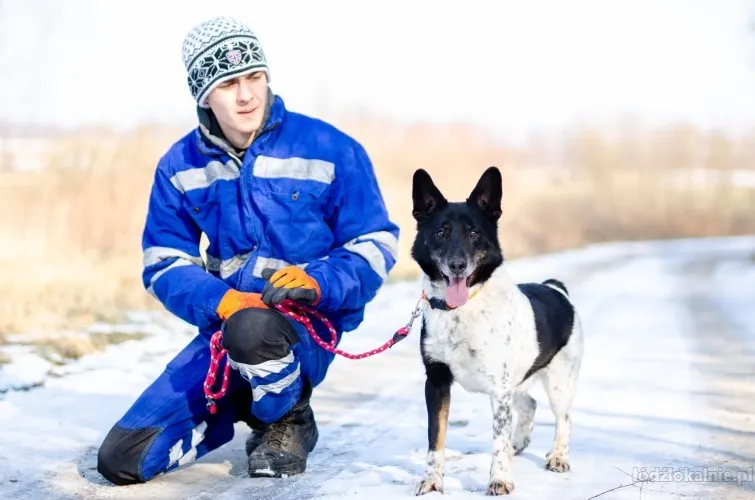 latek-madry-wesoly-wychowany-psiak-67467-zdjecia.webp
