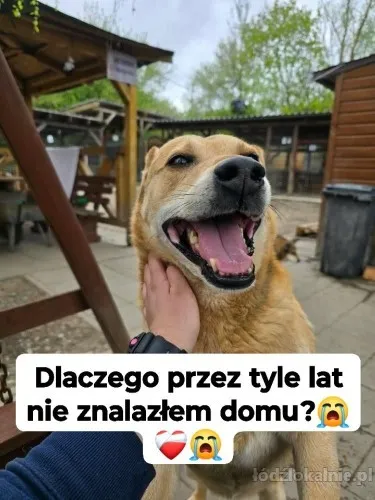 aron-uratowany-z-lancucha-od-kilku-lat-w-schronisku-pomocy-67563-lodz.webp