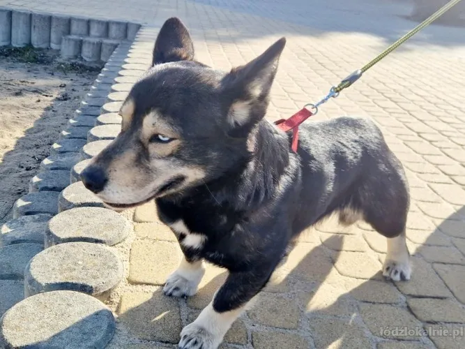 minihusky-miastowy-wychowany-corgi-mix-68646-psy.webp
