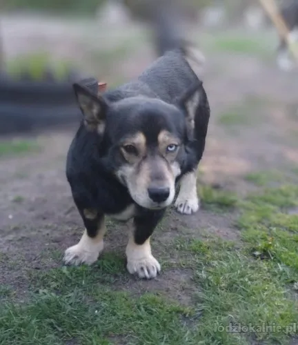 minihusky-miastowy-wychowany-corgi-mix-68646-sprzedam.webp