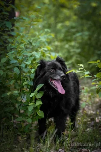 leopold-cudowny-przyjazny-kudlacz-70263-lodz-foto.webp