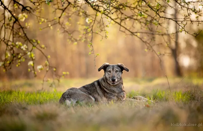 karinka-delikatna-spokojna-sunia-do-rany-przyloz-70918-zdjecia.webp
