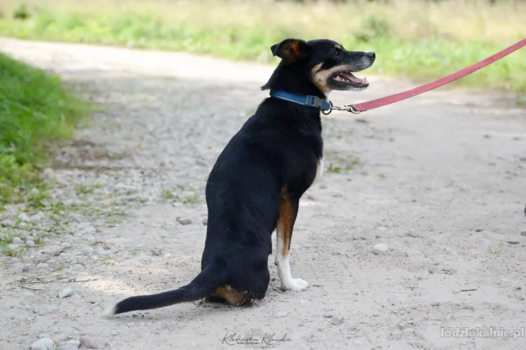 niewielka-natka-niekonfliktowa-sunia-pilnie-szuka-domu-71292-sprzedam.webp