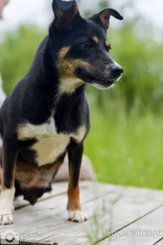 niewielka-natka-niekonfliktowa-sunia-pilnie-szuka-domu-71292-zdjecia.webp