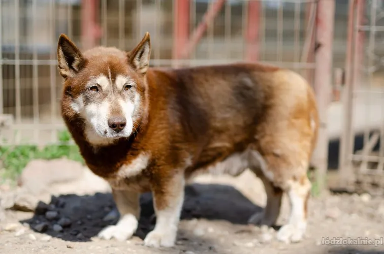 luntek-mini-husky-o-zlotym-sercu-71552-sprzedam.webp