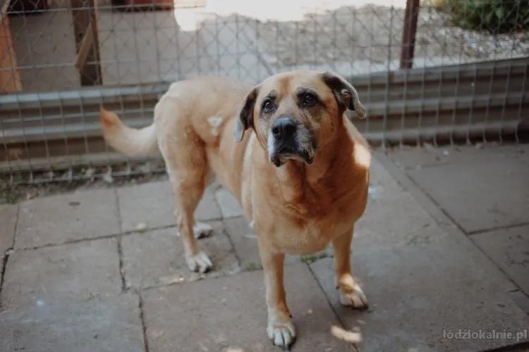 suzi-domowa-wychowana-suczka-szuka-domu-72451-sprzedam.webp