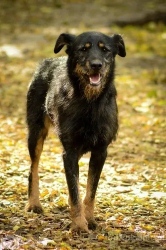 disel-cudny-niesmialy-terrierek-szuka-domu-72982-sprzedam.webp