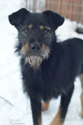 disel-cudny-niesmialy-terrierek-szuka-domu-72982-zdjecia.webp