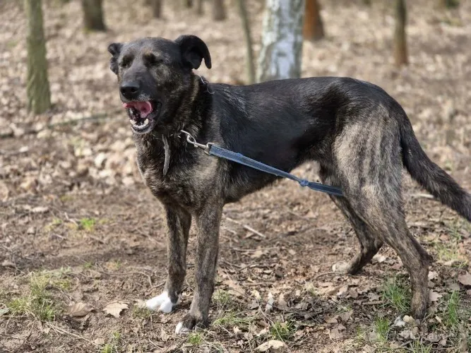 axa-mloda-zakochana-w-czlowieku-sunia-75147-sprzedam.webp