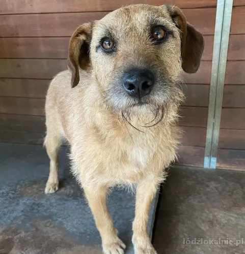 fuks-wesoly-mlody-terrier-mix-szuka-domu-75617-lodz.webp