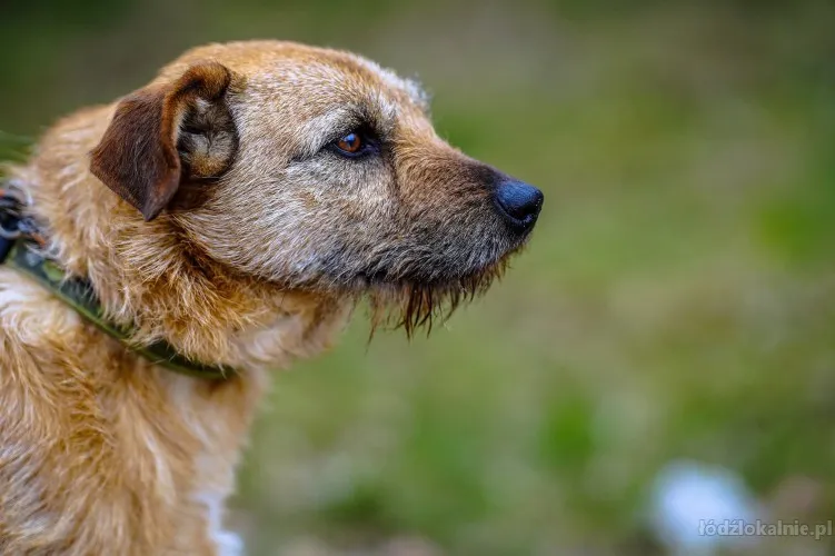 fuks-wesoly-mlody-terrier-mix-szuka-domu-75617-psy.webp