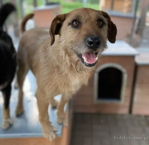 fuks-wesoly-mlody-terrier-mix-szuka-domu-75617-sprzedam.webp