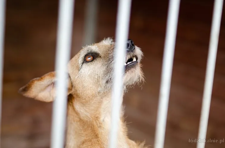 fuks-wesoly-mlody-terrier-mix-szuka-domu-75617-zdjecia.webp