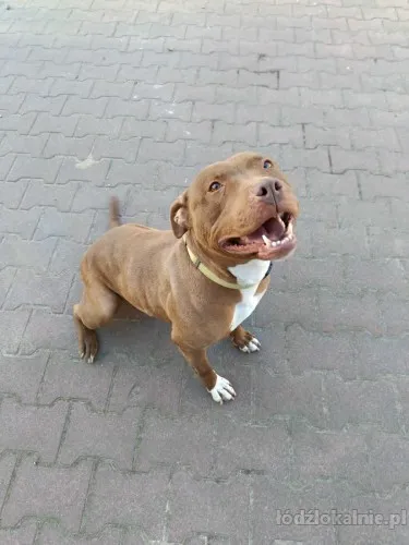 megi-wyjatkowa-sunia-w-typie-pitbulla-szuka-domu-76139-lodz.webp