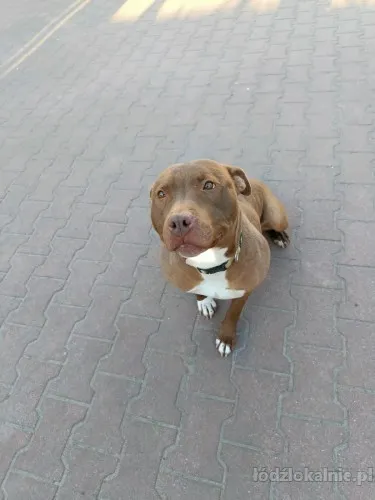 megi-wyjatkowa-sunia-w-typie-pitbulla-szuka-domu-76139-psy.webp