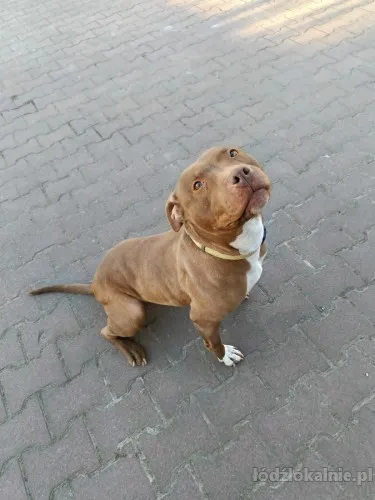 megi-wyjatkowa-sunia-w-typie-pitbulla-szuka-domu-76139-zdjecia.webp
