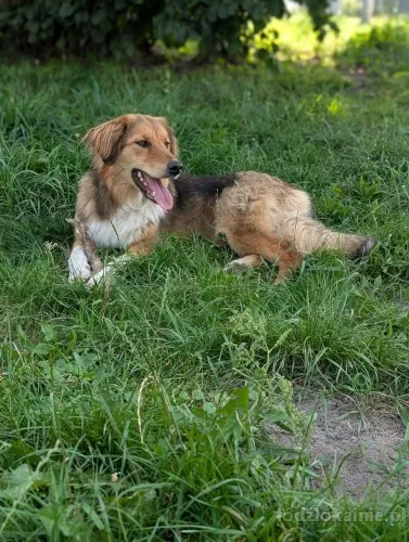sofi-roczna-domowa-wychowana-sunia-76393-sprzedam.webp