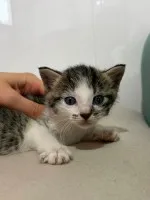 Piter, 6 tygodniowy kocurek szuka domu!