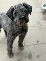 Charlie - psi dziadziuś w typie sznaucera